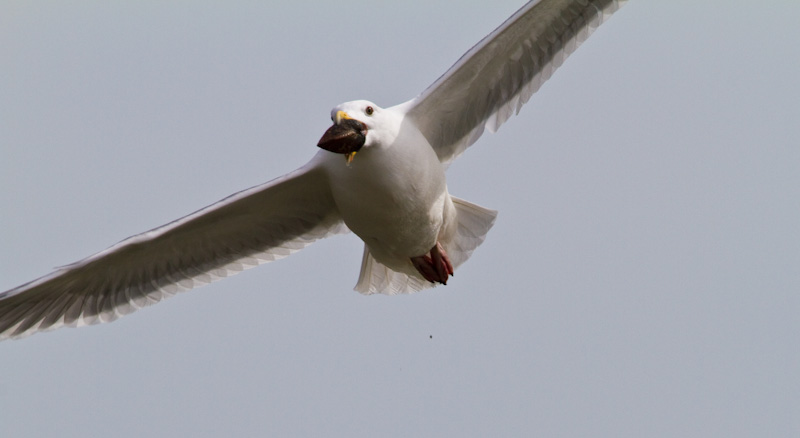 Gull With Clam